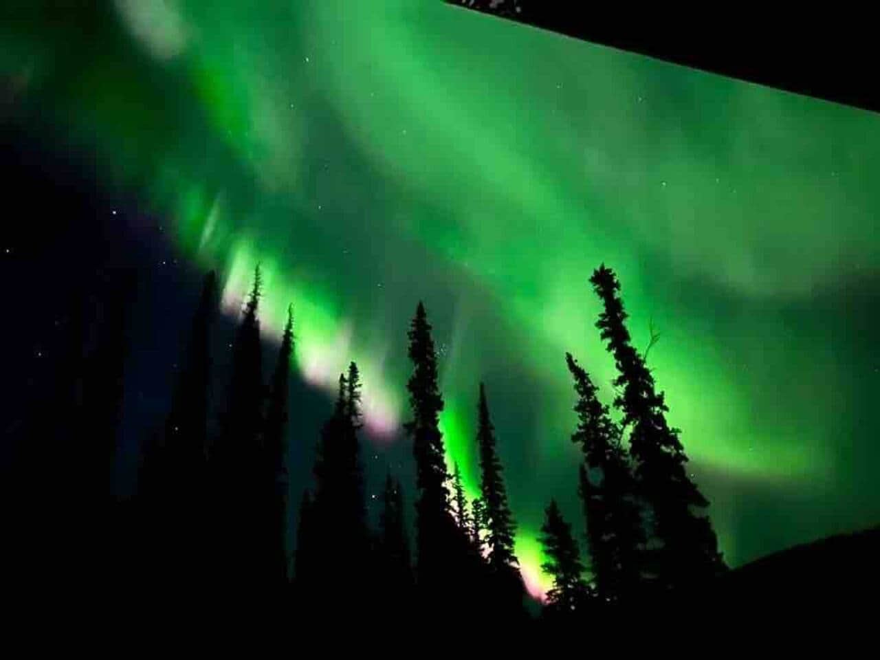 Northern lights glowing green above spruce trees