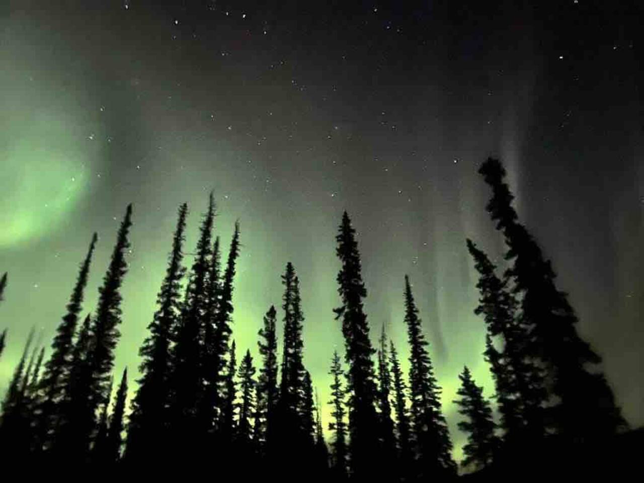 Aurora over the trees near Yellowknife